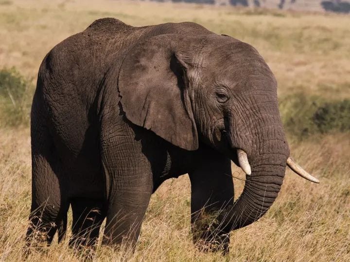 Elephants in Tarangire National Park Tanzania